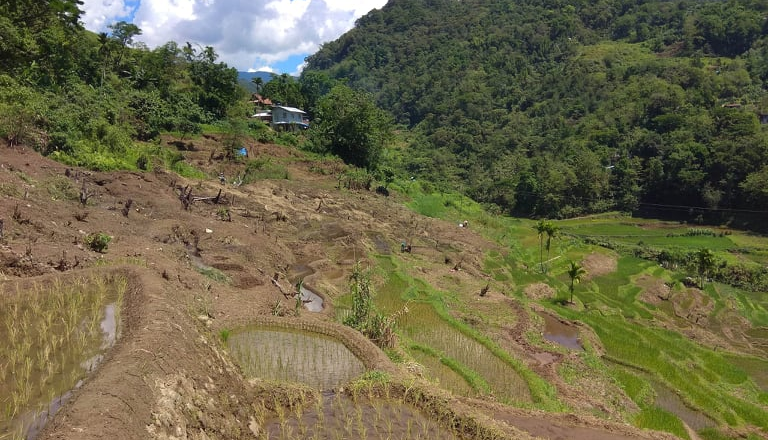 SNAP, Banaue LGU restore abandoned rice terraces