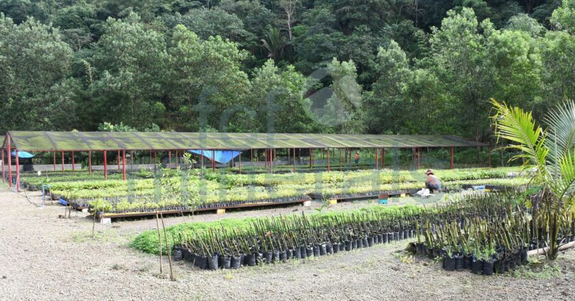 FCF boosts reforestation efforts