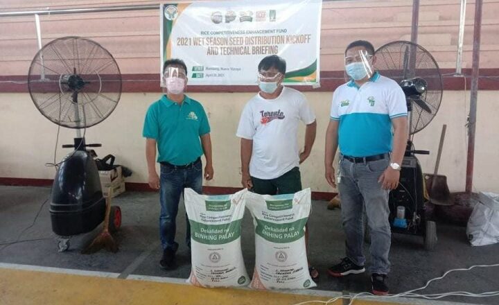 DA, Bambang govt give free tilapia fingerlings, rice seeds to farmers