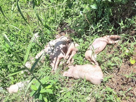 Dumped pig carcasses not infected with ASF