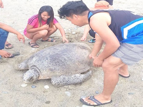 Tourists from NVizcaya rescue sea turtle off Aurora