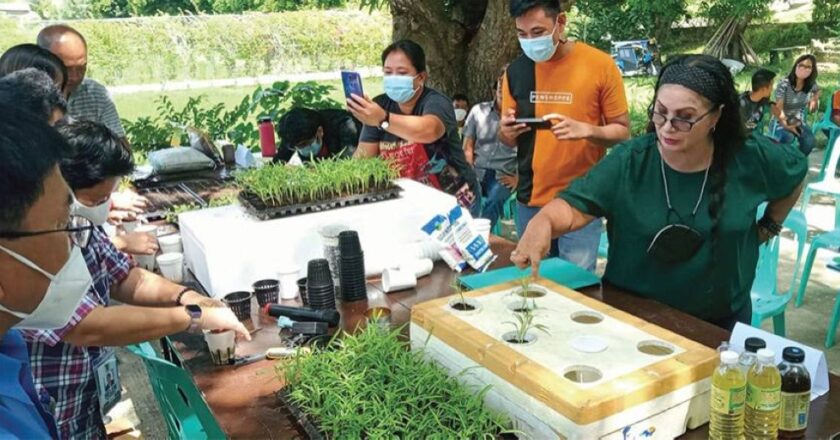 Cagayan govt starts hydroponics, aquaponics for sustainable food