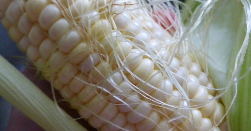 Farmers boost corn production
