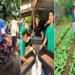 Black soldier fly helps convert waste into fertilizer