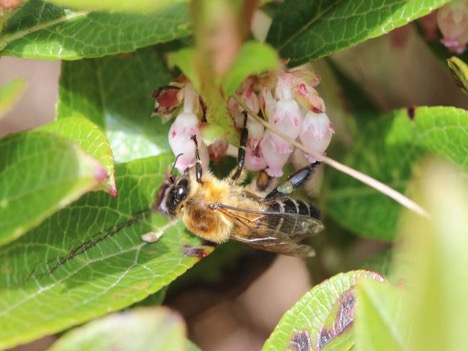 Experts raise alarm over pollinators’ decline