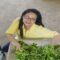 ‘Drying’ tech improves ‘Chiang Mai’ tea quality