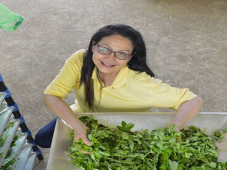 ‘Drying’ tech improves ‘Chiang Mai’ tea quality