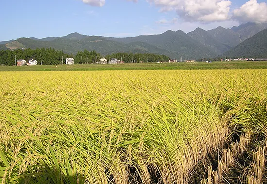 Rice farmers’ big harvests noted