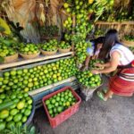 Kasibu boosts claim as ‘citrus capital’