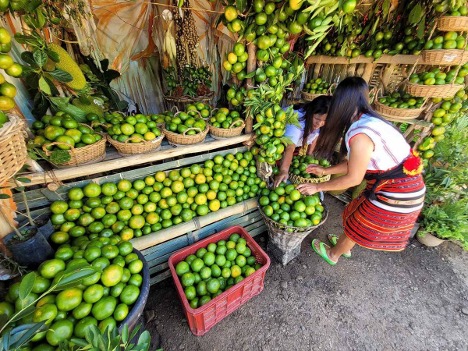 Kasibu boosts claim as ‘citrus capital’