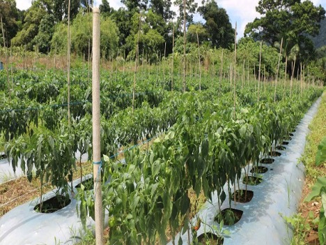 NVizcaya gets P125.7M agri projects