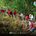 600 molave trees planted in Isabela town