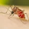 Cagayan records 1.6K dengue cases