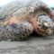 Hawksbill turtle saved in Cagayan