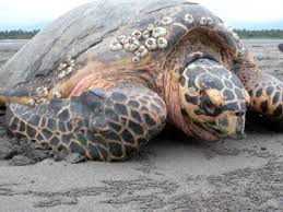 Hawksbill turtle saved in Cagayan