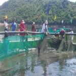 Use of HDPE cages can boost tilapia output; BFAR pushing technology in Ifugao