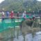 Use of HDPE cages can boost tilapia output; BFAR pushing technology in Ifugao