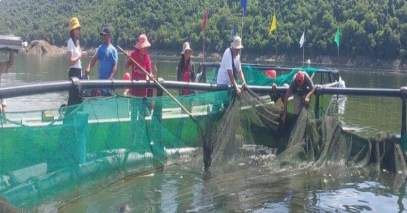 Use of HDPE cages can boost tilapia output; BFAR pushing technology in Ifugao