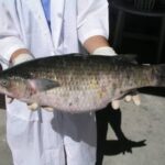 BFAR imposes 45-day ban on Ludong fishing in Region 2