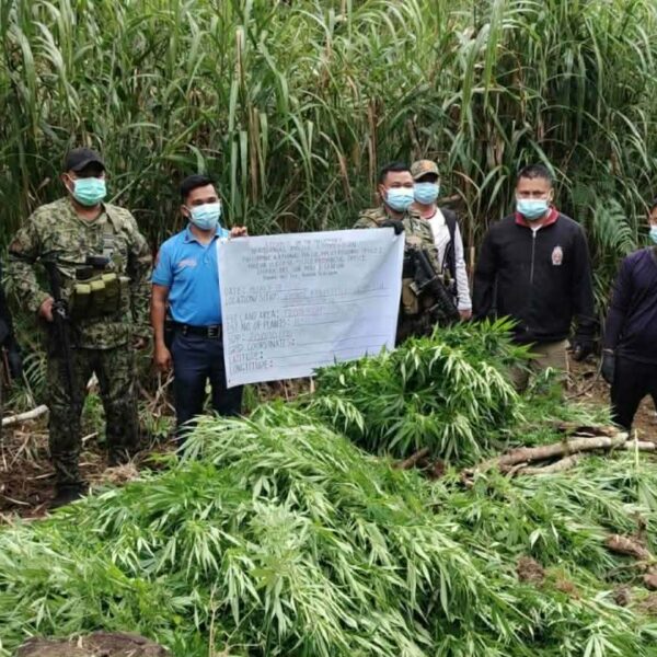 P20M marijuana plantation destroyed in Nueva Vizcaya
