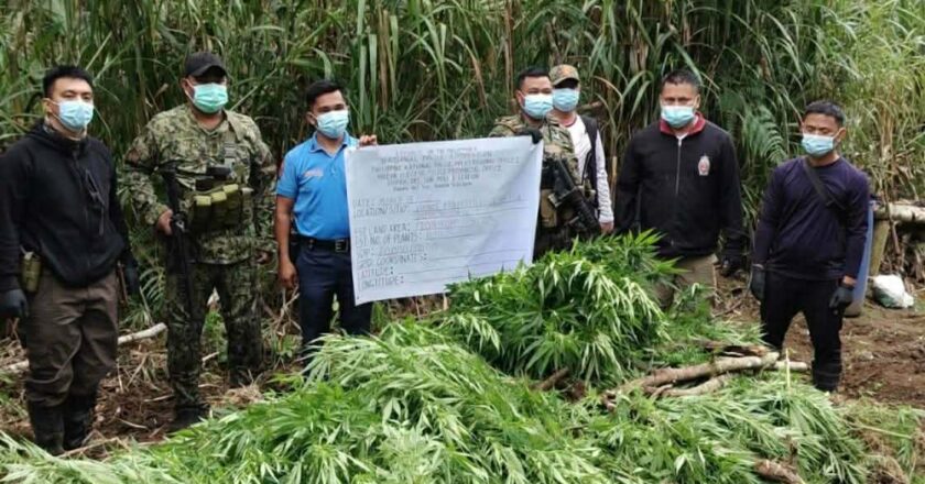 P20M marijuana plantation destroyed in Nueva Vizcaya