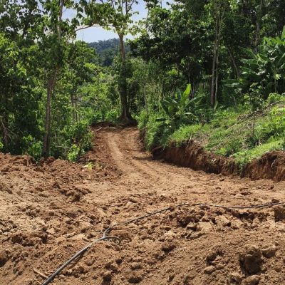 Roads to Market, Roads to the Forest