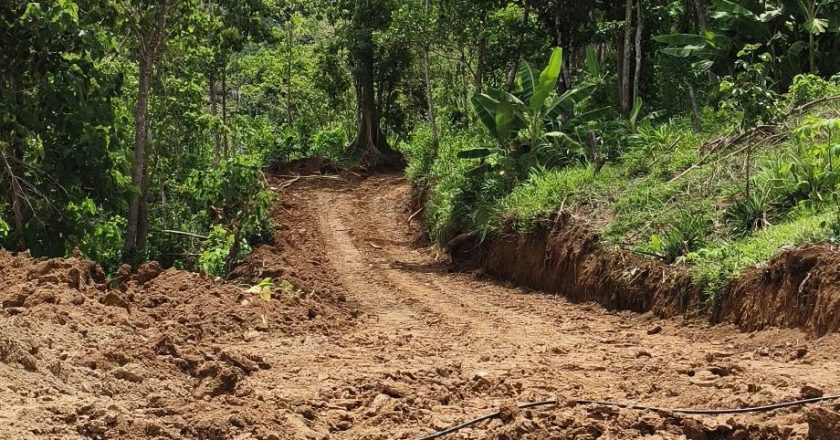 Roads to Market, Roads to the Forest